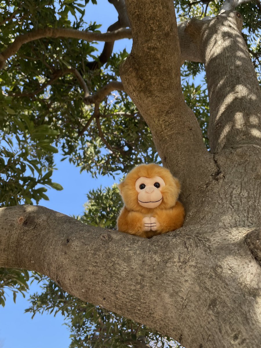 rii2cca's tweet photo. パン吉(名前つけた)とお出かけ🌳
あなた本当フォトジェニックよね🐒
#キュート販売 #ZOOCOLLECTION
#ニホンザル #ぬい活 https://t.co/KofxcZ39OZ