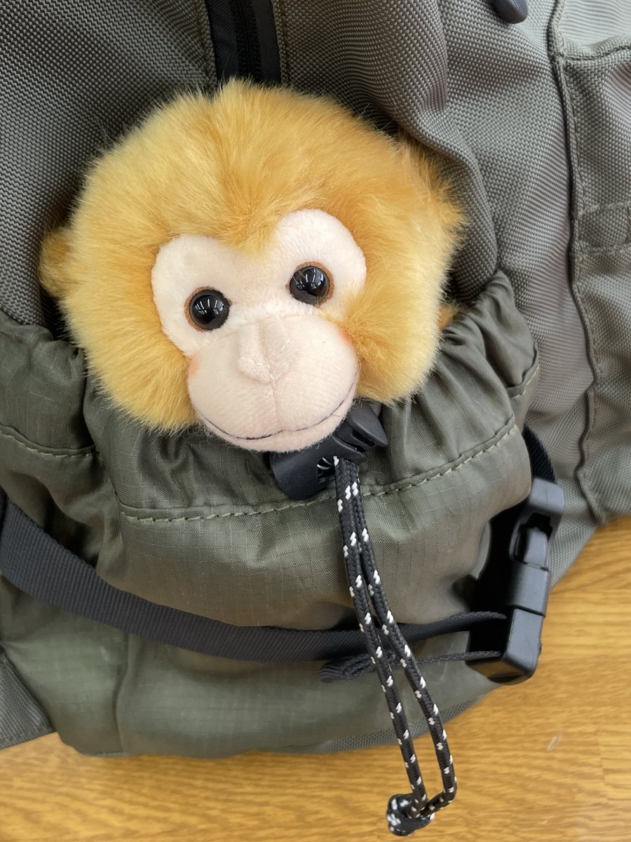 パン吉(名前つけた)とお出かけ🌳
あなた本当フォトジェニックよね🐒

#キュート販売 #ZOOCOLLECTION 
#ニホンザル #ぬい活