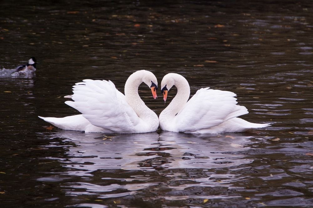 𝓵𝓸𝓿𝓮𝓻 𝓰𝓲𝓻𝓵 (@obsessedoverr) on Twitter photo 