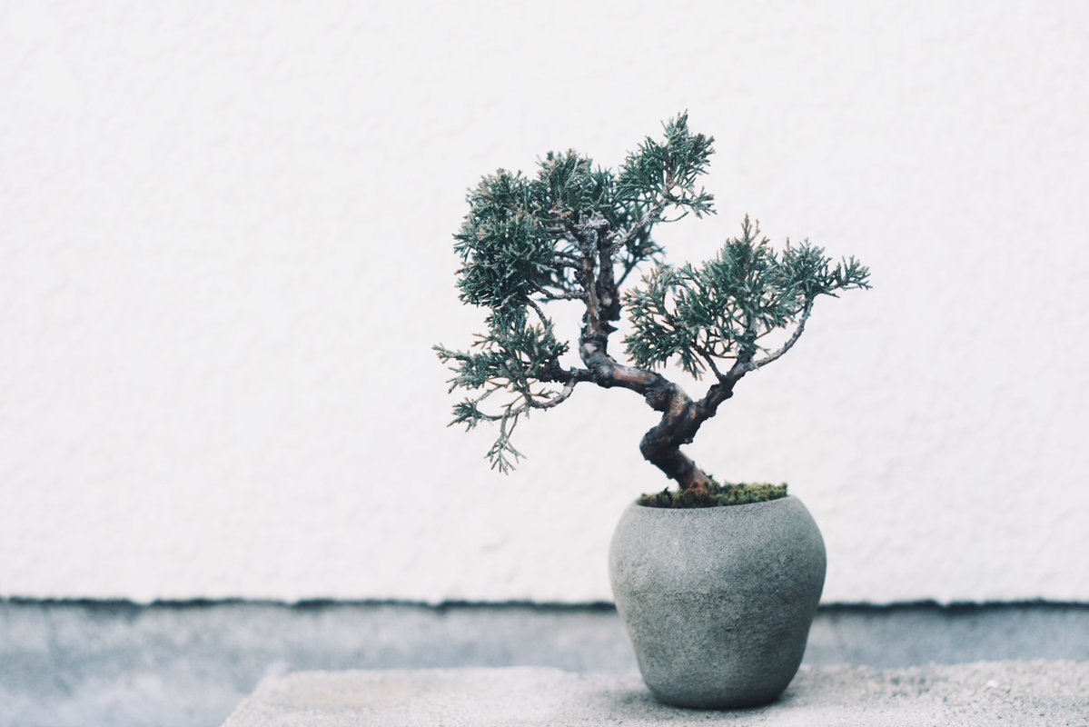 先日お迎えした山下寛兼さんの鉢に真柏を植えてみた。 高さが