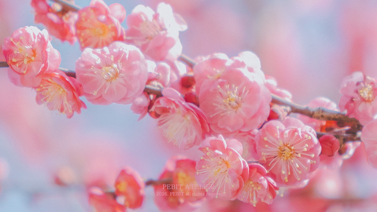 _pebit_'s tweet image. 혹독한 추위를 이겨내고 피어나기에 더욱 아름다운 꽃, 매화