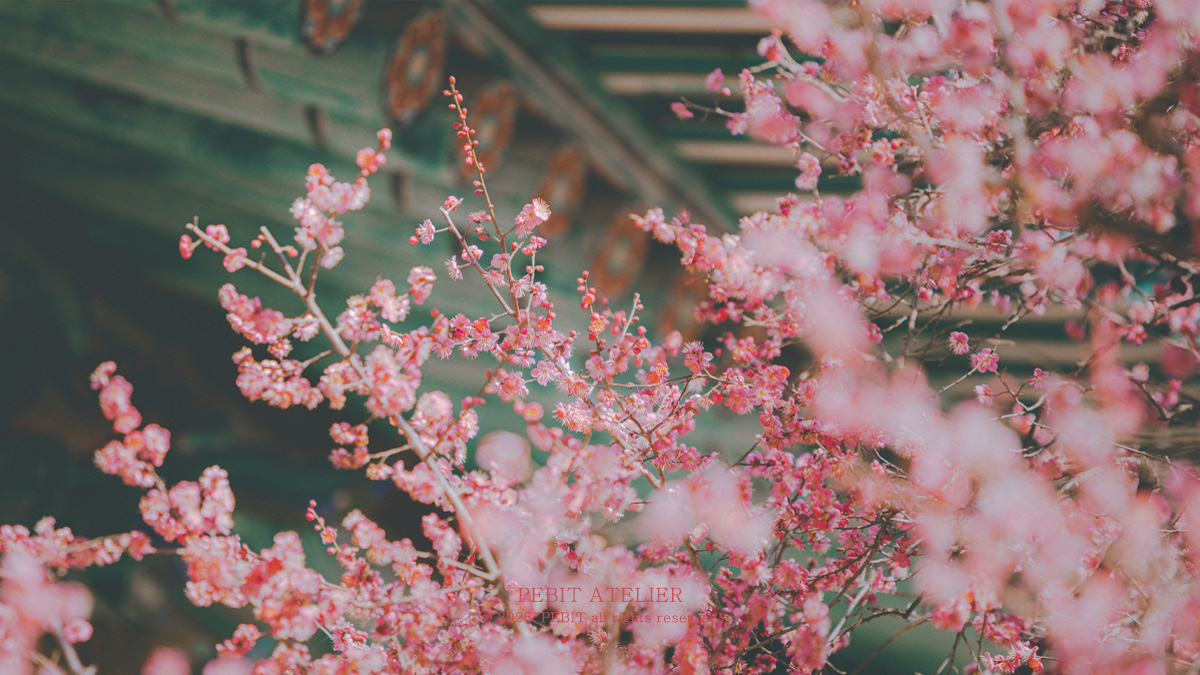 _pebit_'s tweet image. 혹독한 추위를 이겨내고 피어나기에 더욱 아름다운 꽃, 매화