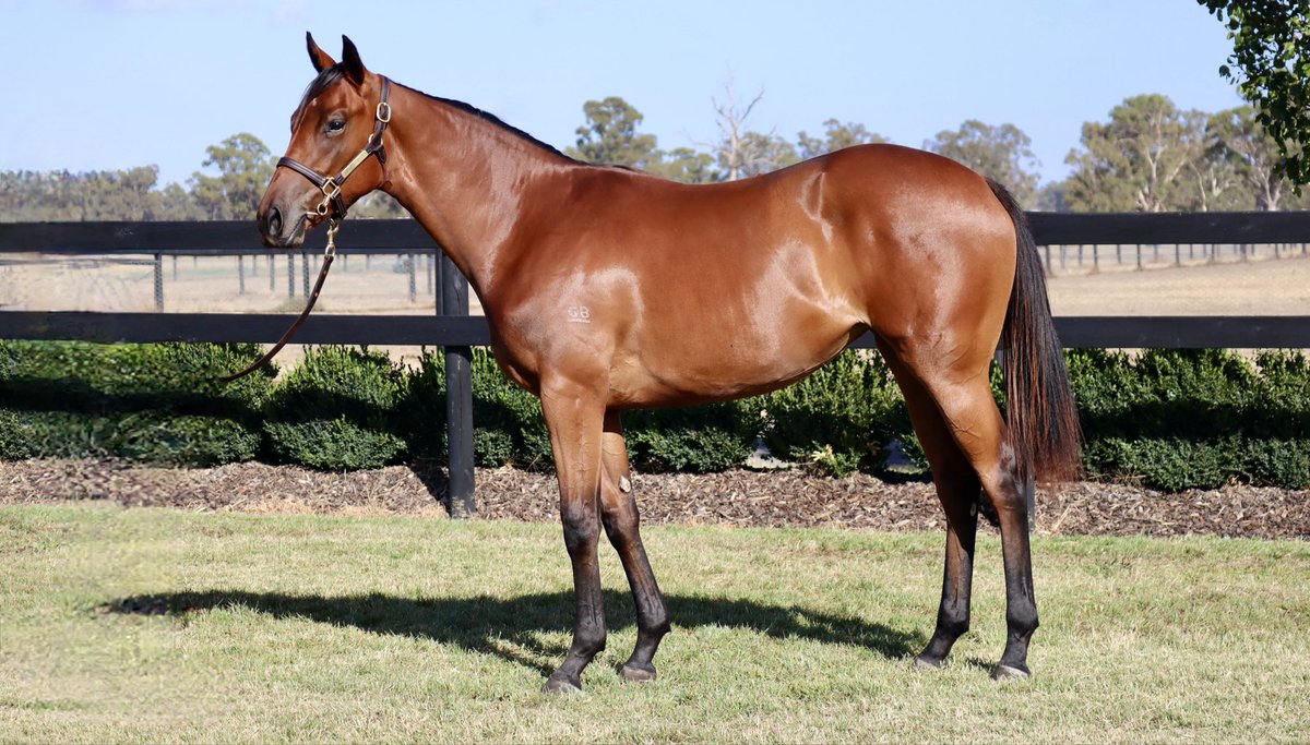 Shadow Hill Th'breds tweet media