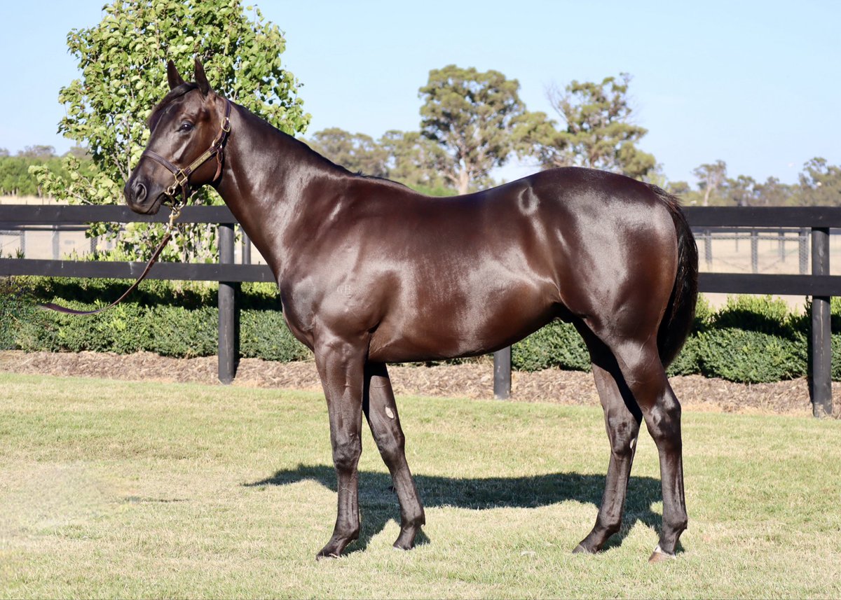 Shadow Hill Th'breds tweet media