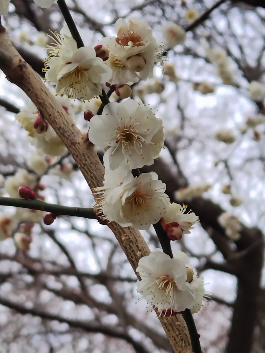 tokikuma's tweet photo. 今日は三重・いなべの梅林公園の梅まつりへ出かけて来ました✨🌸☘️😊
まだ5〜7分咲きだったけど、とても綺麗でしたよ✨🌸☘️😊 https://t.co/FYq5P3bVpN