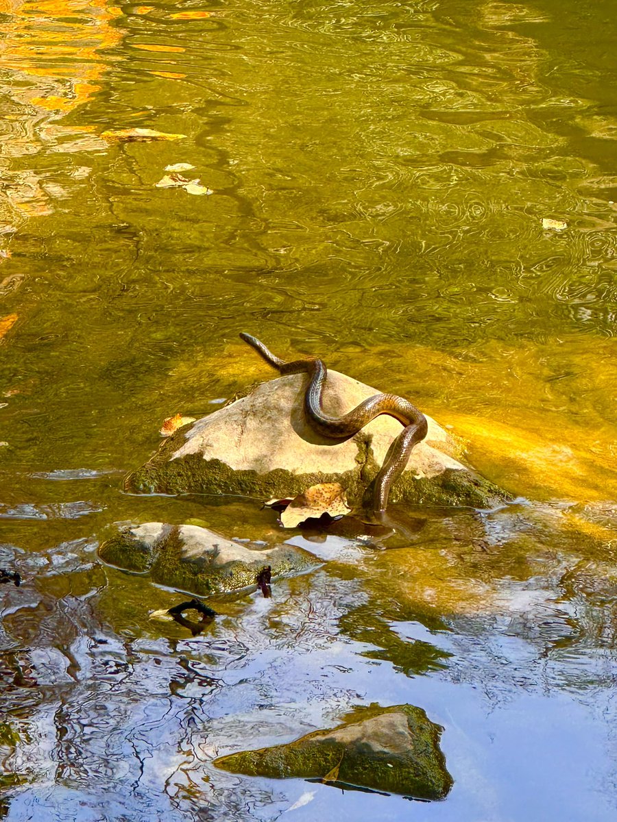 Shailesh Mousalpuriya tweet media