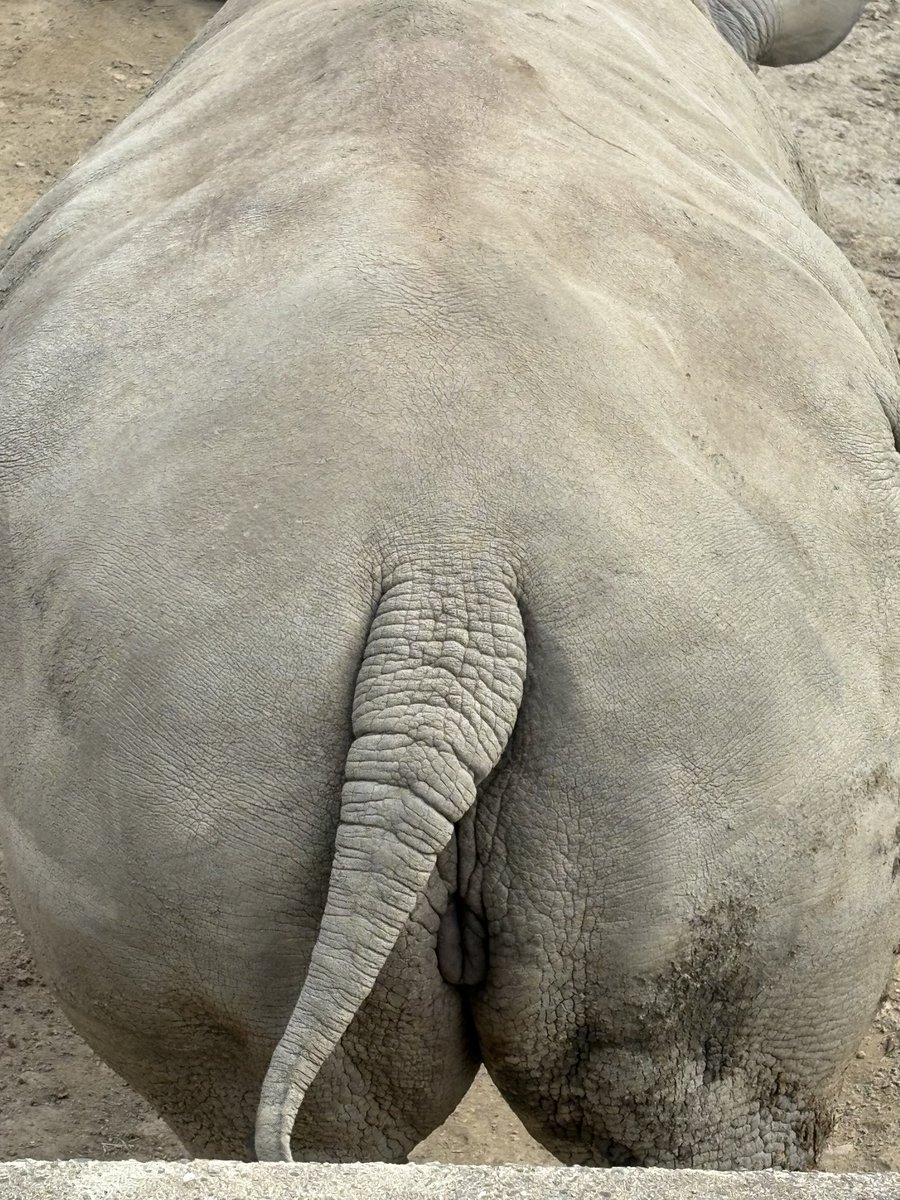 カッコよくて好きなんですよ
サイ