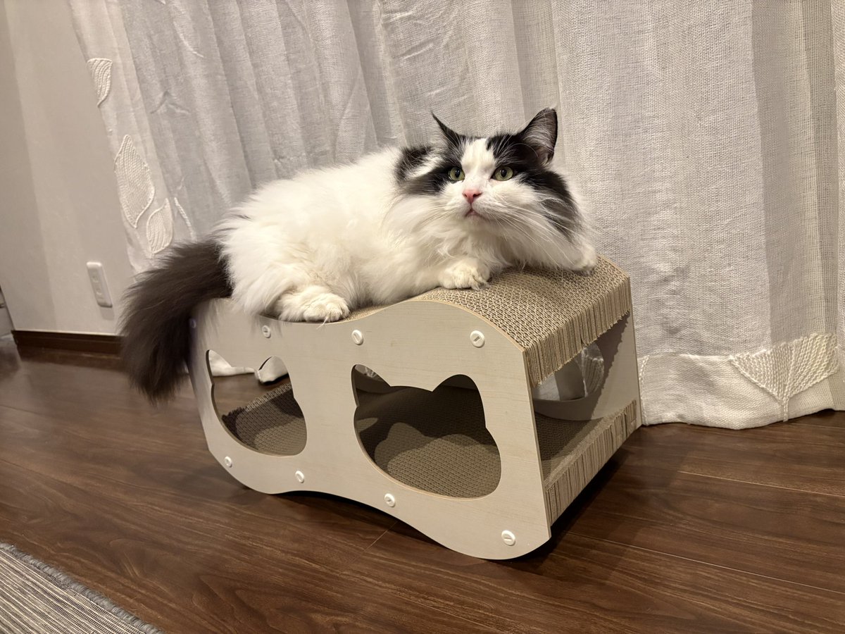 ファットキャットケットシー＼＼\\٩( 'ω' )'ω' )و //／／
 #ファイナルニャンタジー