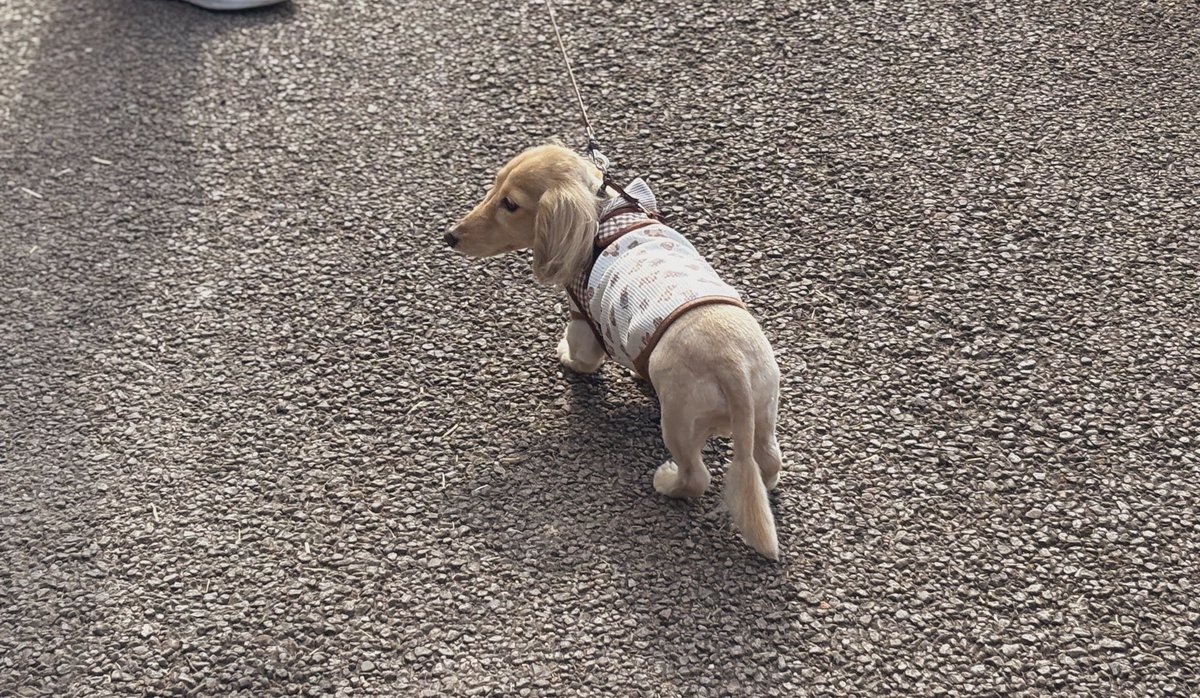 そると🧂 tweet media