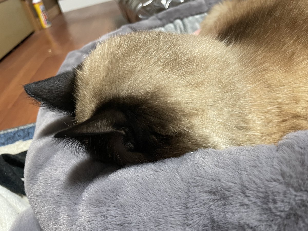 #猫の日 

うちのｶﾜｲｺﾁｬﾝ見てくれや