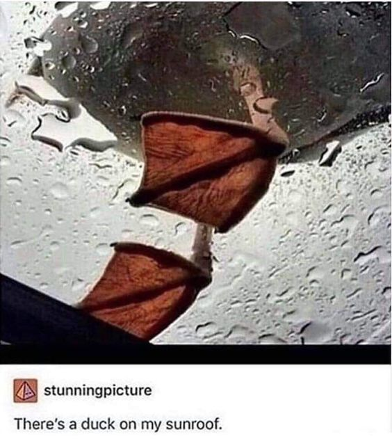 WholesomeMemes tweet media