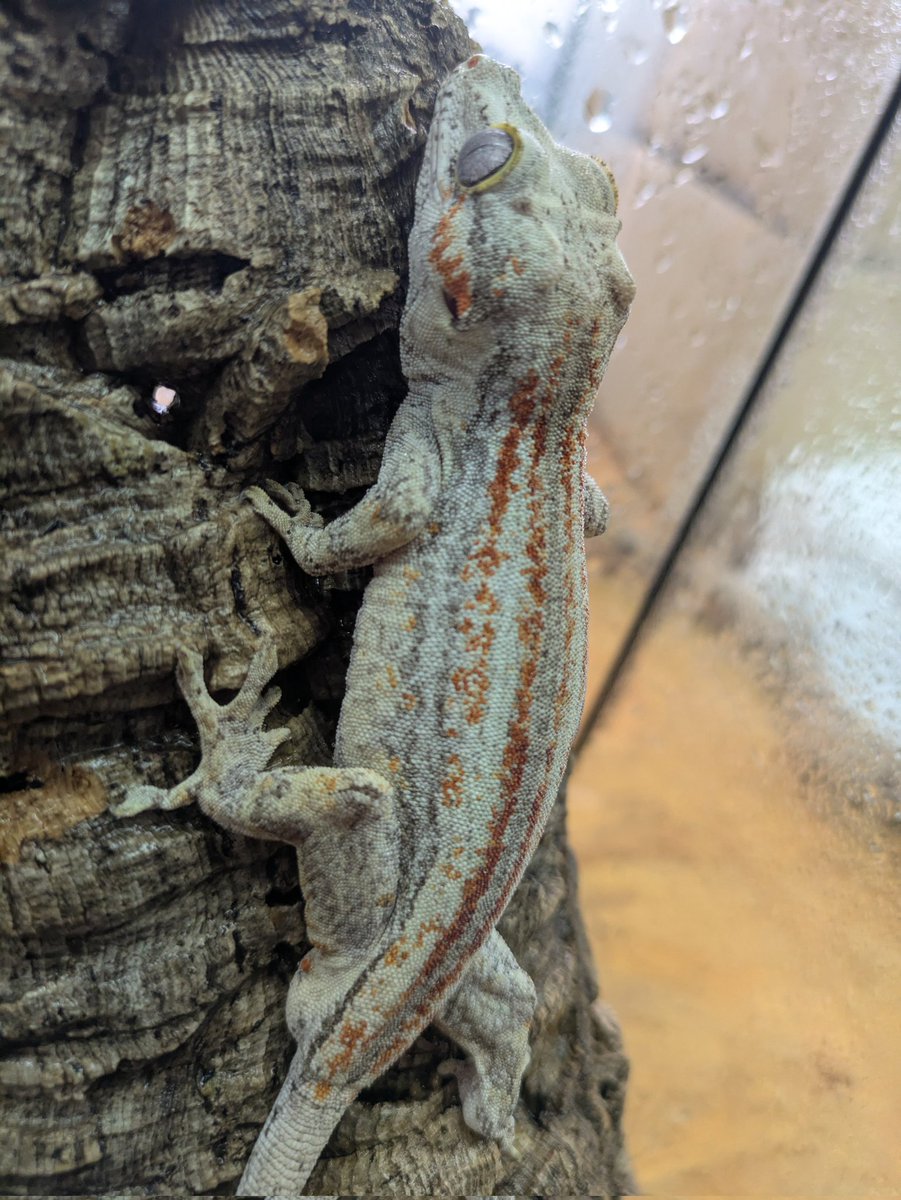 ももれおん😺 (@momoleon2357) / Posts / X