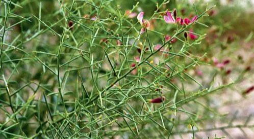 عبدالمجيد الروقي🇸🇦 tweet media