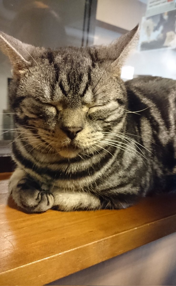 にゃんカフェのにゃんさま。
おてて可愛いっ🥺♥
#にゃんにゃんにゃんの日