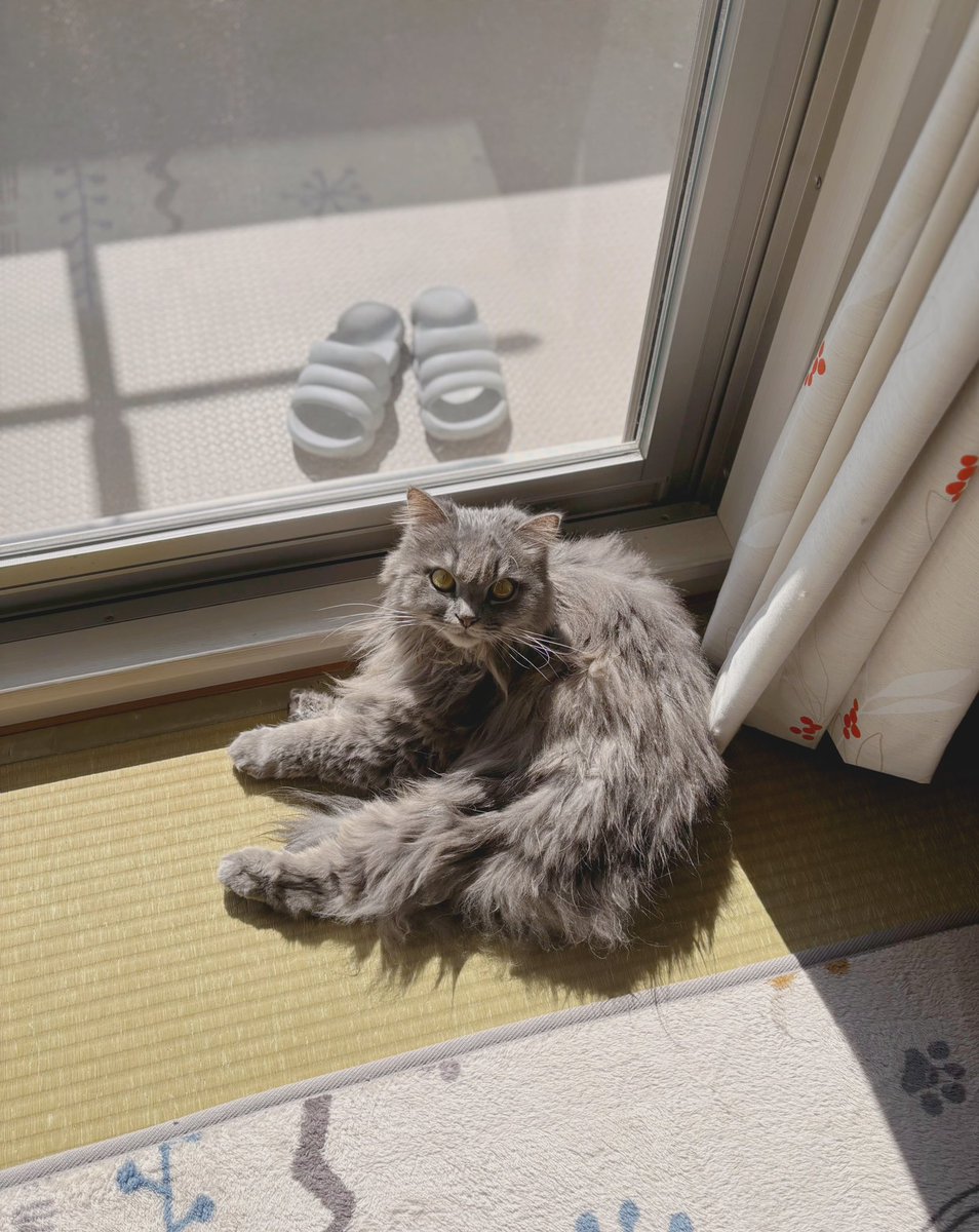 猫のいる暮らし𓏲𓎨