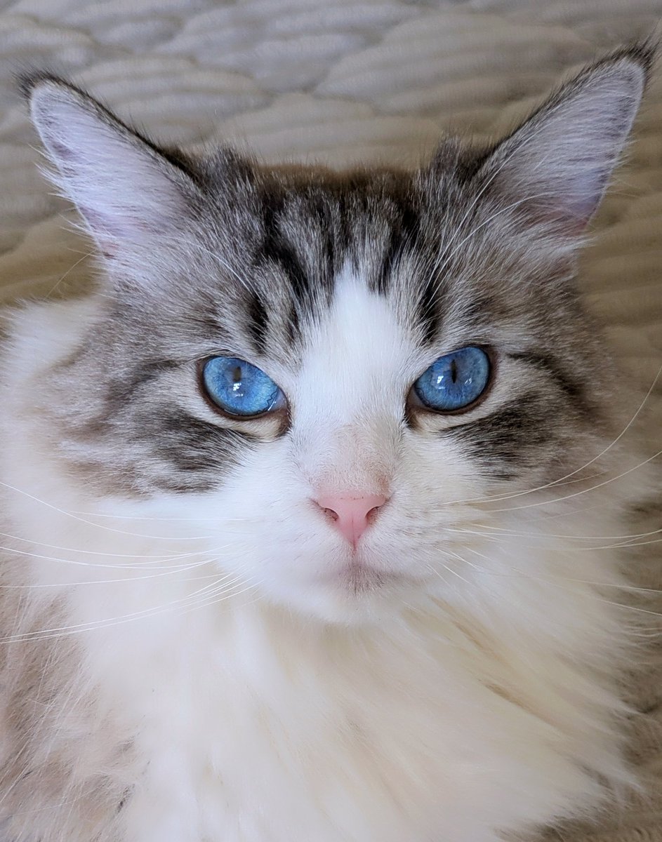 青い瞳のねこ (@jayro8376) / Posts / X