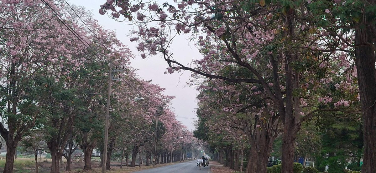 #ชมพูพันธุ์ทิพย์ บริเวณหน้าคณะวิศวกรรมศาสตร์ ม.เกษตรศาสตร์ กำแพงแสน

(Cr.ชมพูพันธุ์ทิพย์ กำแพงแสน นครปฐม)