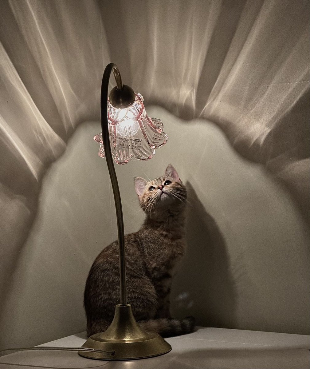 inspéra (@insperarise) on Twitter photo 