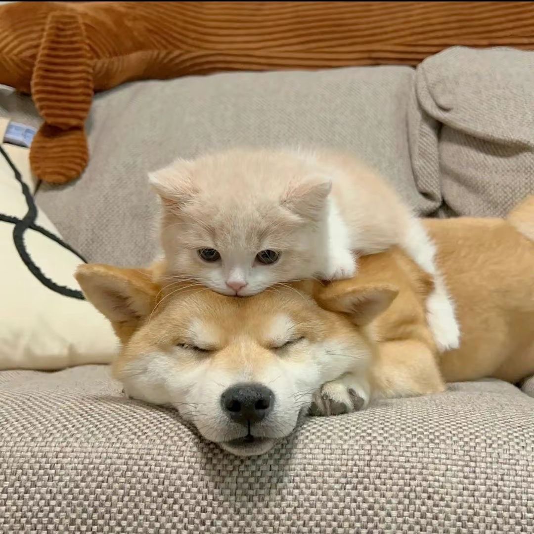 พี่ไทยกับเอเอหนิ