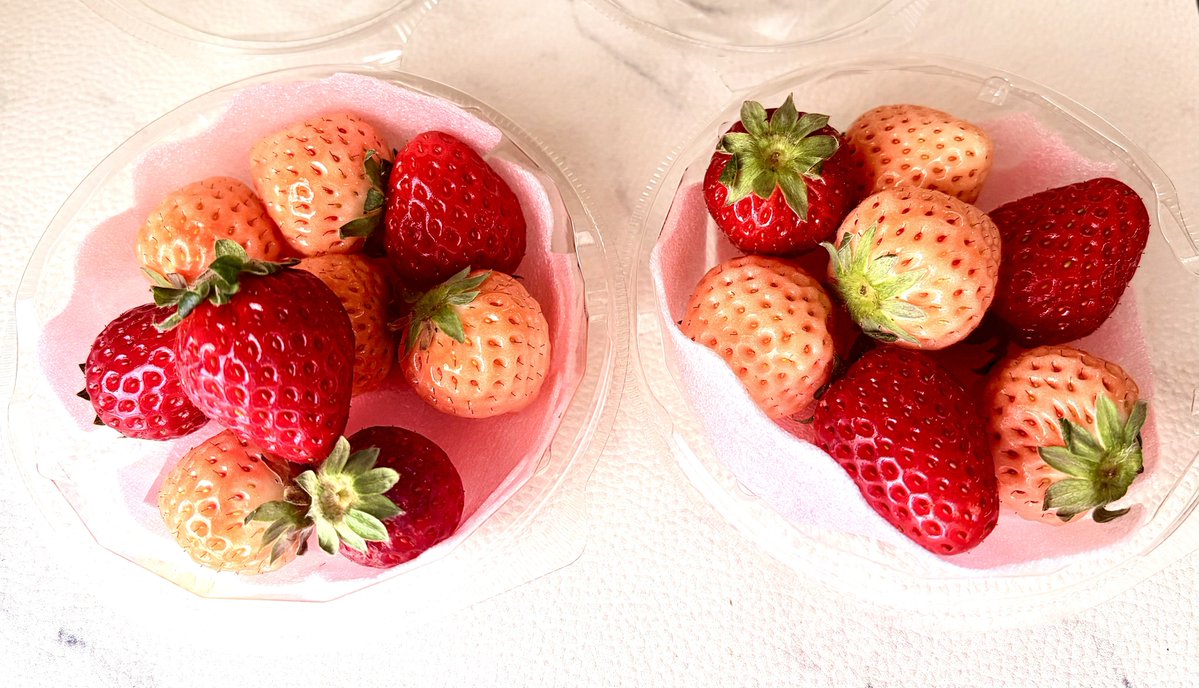 この🍓いちご🍓の配色が可愛すぎて🥰つい買ってしまった😙💕 今日のお
