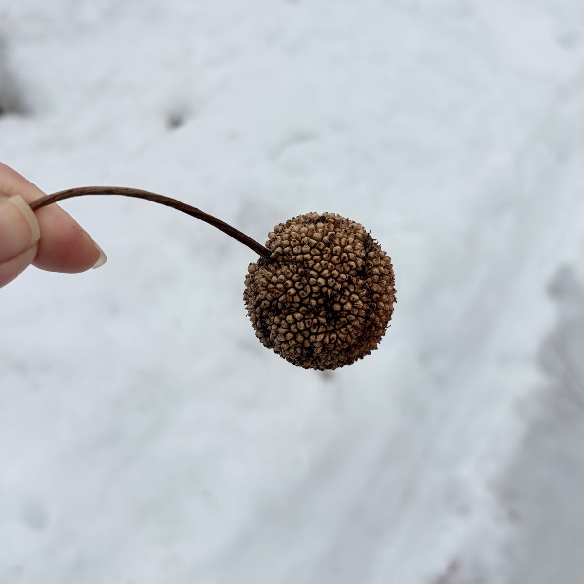 プラタナスの実〜