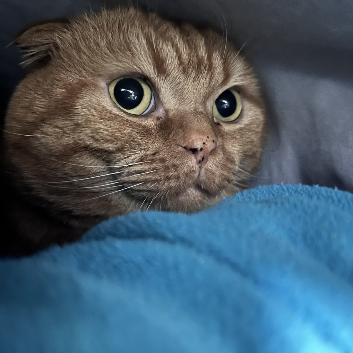 あやせ tweet media