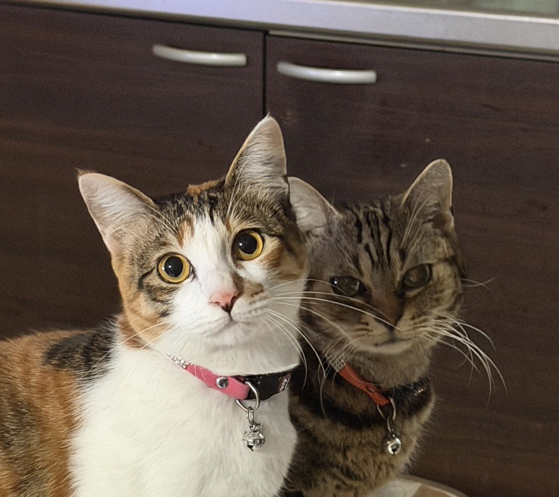 Post by Masashi_ALICes_Z🐨 on X: 2月22日猫の日