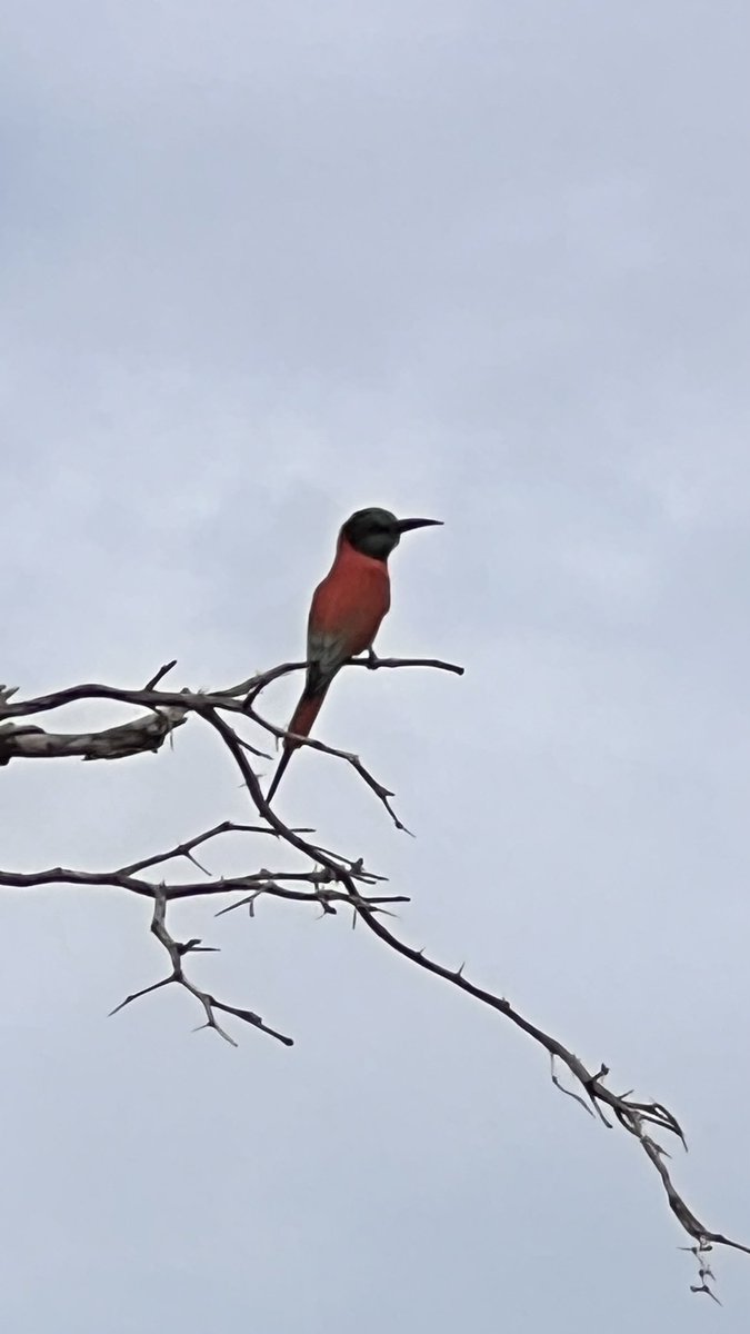 jkavandijk's tweet photo. Vandaag in @ChrRoland dโr challenge:
๐จ๐ฟ #KleurInDeNatuur ๐๐ธ #dag21 #oranjeroodrgb 230,100,035 #ColorInNature #OrangeRed https://t.co/sjOC1r7VFU