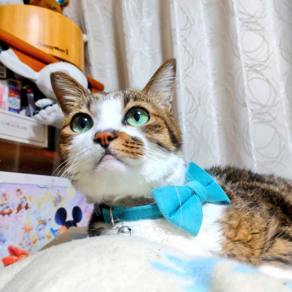 会社の福利厚生に、「猫の日休暇」があればいいのにな #猫の日 #にゃん