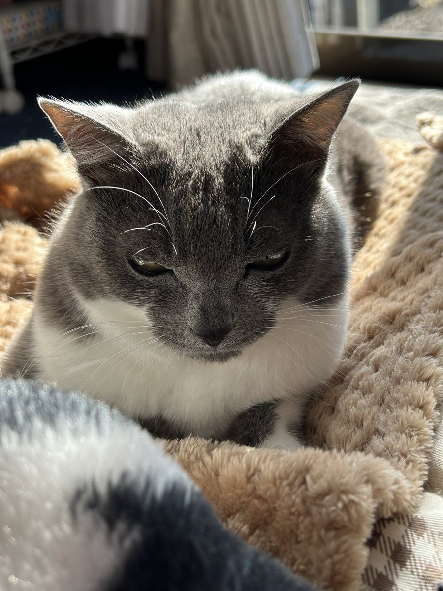 #猫の日
チャコさん今日も元気
いてくれるだけで幸せ