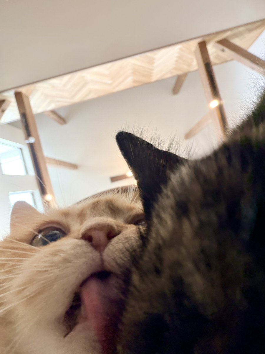 下僕の視界🥹🩷幸せ
 #猫の日