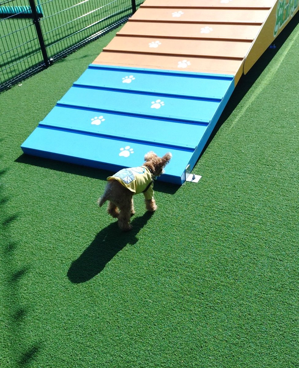 相模湖のｲｯﾇと入れる遊園地にお出かけ！ 観覧車やリフトに乗って