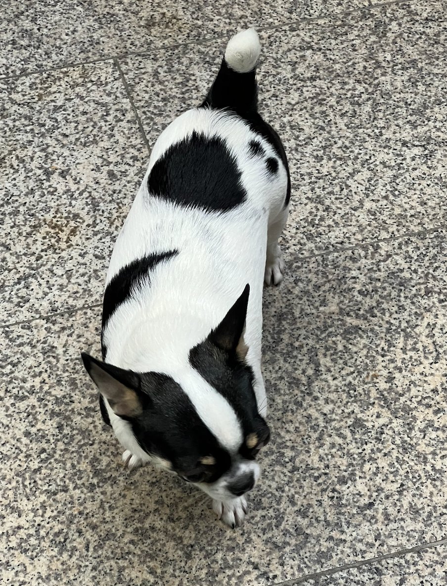 greenybread's tweet image. 슬쩍 제 최애-사찰 마포 석불사를 영업해봅니다…

이 절의 특징... 
✅ 비구니(여자) 스님 사찰이라 편안한 분위기
✅ 절밥을 NN첩으로 차려주시는데 존맛 
✅ 밤에는 야식을, 낮에는 간식 줌
✅ 서울 도심에 있어서 접근성 짱
✅ 약간 뚱쭝한 갱얼쥐있슴

전 가족들과 N번째 방문중이라조...^^