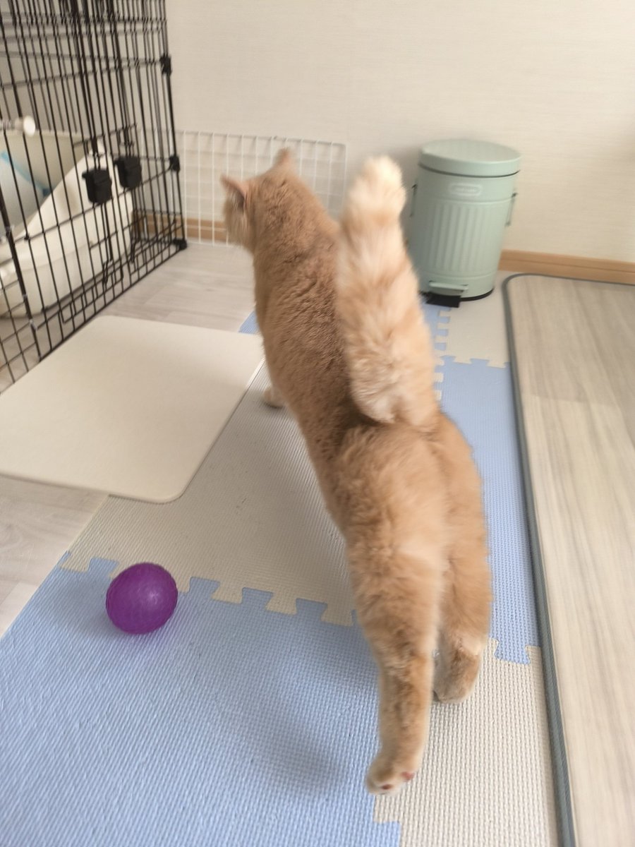 bisuke_lala's tweet photo. にゃーん！
#猫の日  #猫の写真へたくそ選手権 https://t.co/HakYEbK2Xm