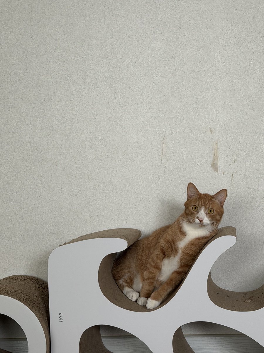 우리집강아지사진계정 tweet media