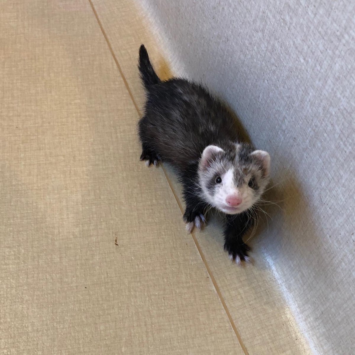 フェレット専門店フェレットリンク tweet media