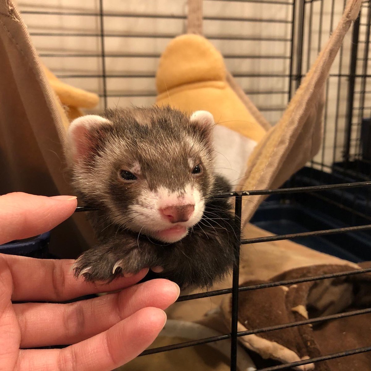 フェレット専門店フェレットリンク tweet media