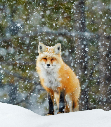 헤헤 헤헤
자다 깬 여우
헤헤