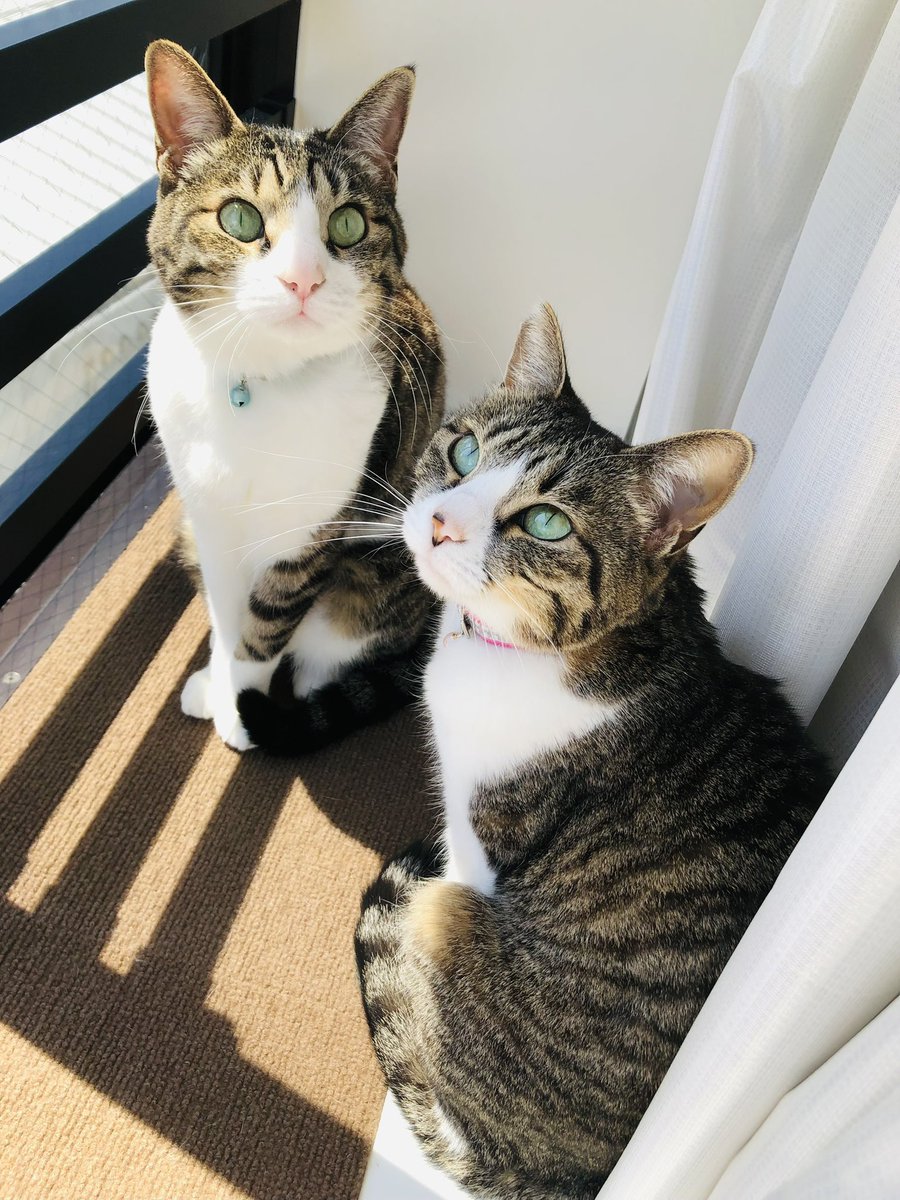 我が家の仲良し兄妹チョコ＆チップです😸😸✨ ひなたぼっこでごきげん