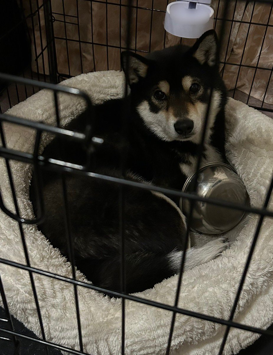 🐈いないので、🐕
これはどうしても餌箱と寝たいワン