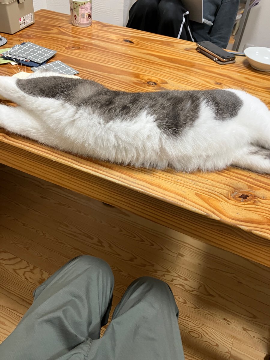 猫の日なので、前後がよく分からないﾈｺﾁｬﾝを置いておきますね🐈 #猫の