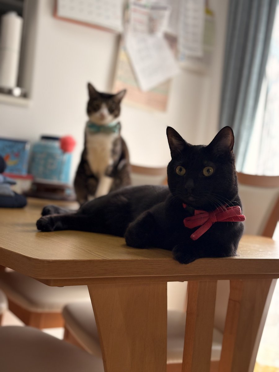 ttr_pd's tweet photo. 余りにも神の最高傑作
 #猫の日なので今まで撮った中で最高の猫写真貼る
#猫の日 #黒猫 #キジ白 https://t.co/1L8MmRA71N
