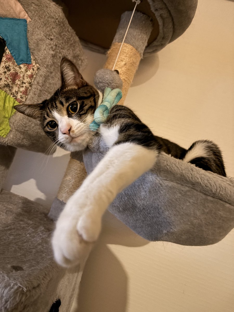 ttr_pd's tweet photo. 余りにも神の最高傑作
 #猫の日なので今まで撮った中で最高の猫写真貼る
#猫の日 #黒猫 #キジ白 https://t.co/1L8MmRA71N