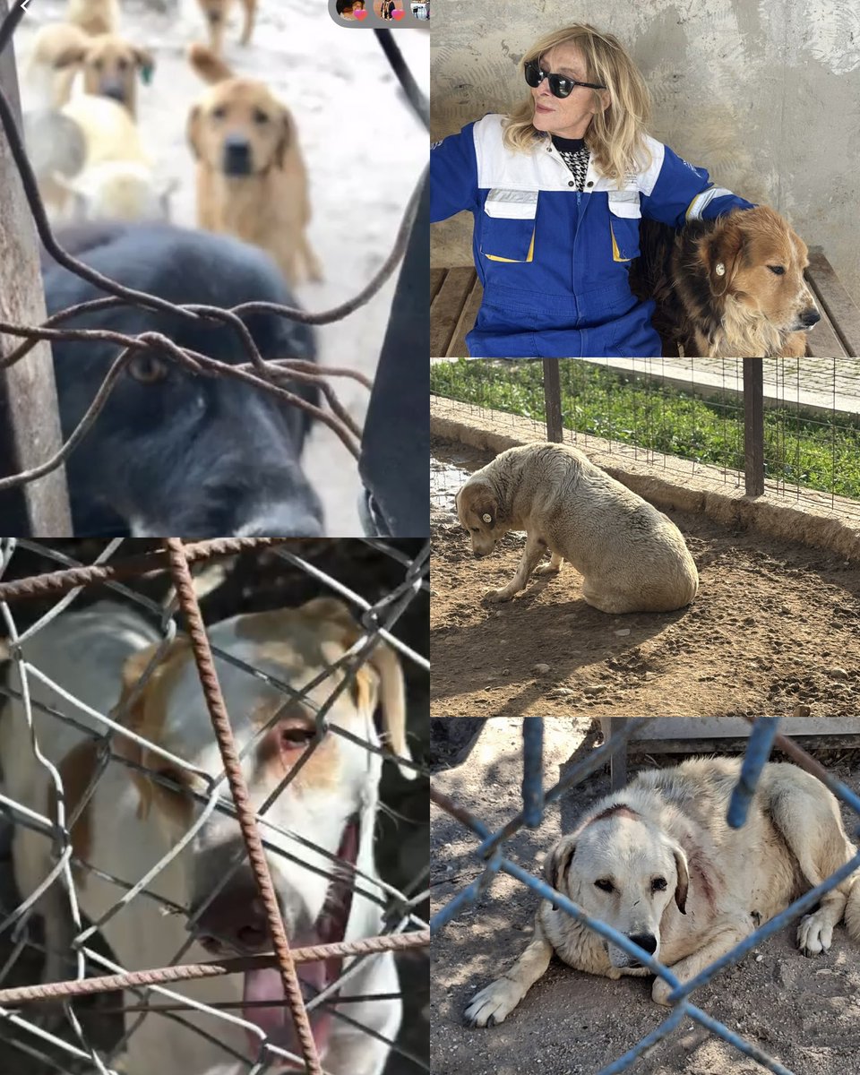 Barınaklarda  ölen canlar ve yasa için

Bugün İzmır Alsancak Kıbrıs Sehıtleri saat 17 de toplanıyoruz

Gelmeyen kalmasın