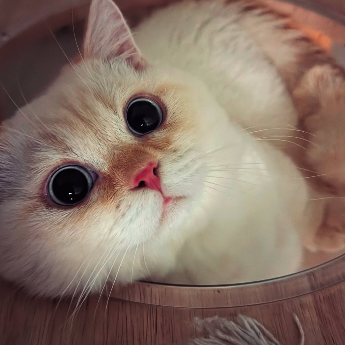 ดูโมจิมองนัท สนิทกันยัง น่ารักอะ😭😭😭😭😭😭🥹🥹🥹🥹🥹🥹🤲🏻