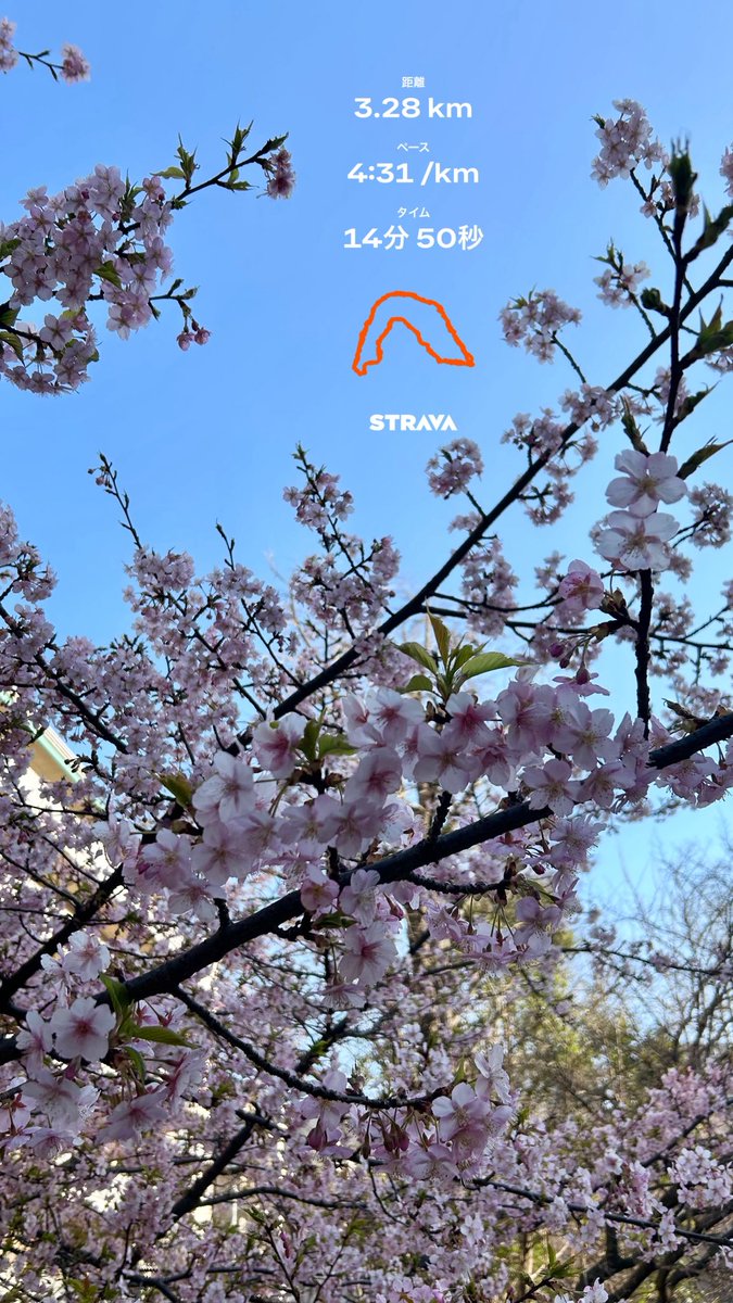 shokutore_log's tweet photo. 最近は暖かくなってきたので筋トレオフの日にランニングをしたりしています🏃➡️
走るコースで綺麗な花が咲いていました🌸
きついけどサクッと走るのも悪くない😌
#筋トレ #ランニング #STRVA https://t.co/2p5mHg3G6h