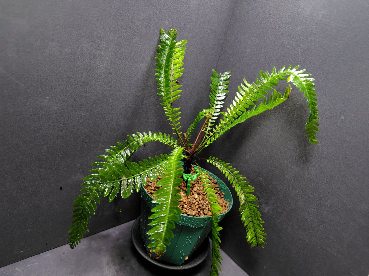 AQUAFORTUNE2007's tweet photo. Blechnum obtusatum var. francii
2014年入荷のタイプB(広葉)になります!
やらかしからのやっとスイッチ入って復活傾向なので子株の気配は全くありません😅
やっぱり格好良いですね!!
#Blechnum https://t.co/M8HhebnSP6