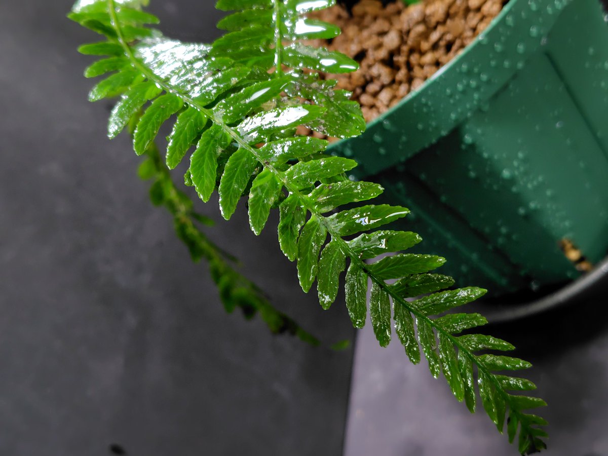 AQUAFORTUNE2007's tweet photo. Blechnum obtusatum var. francii
2014年入荷のタイプB(広葉)になります!
やらかしからのやっとスイッチ入って復活傾向なので子株の気配は全くありません😅
やっぱり格好良いですね!!
#Blechnum https://t.co/M8HhebnSP6