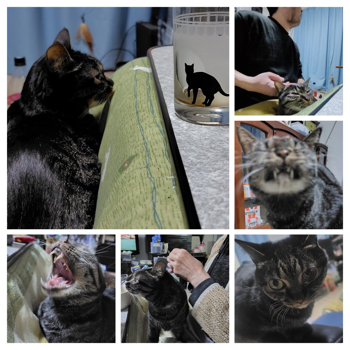 タツヒロ ~Tatsuhi-66~ tweet media