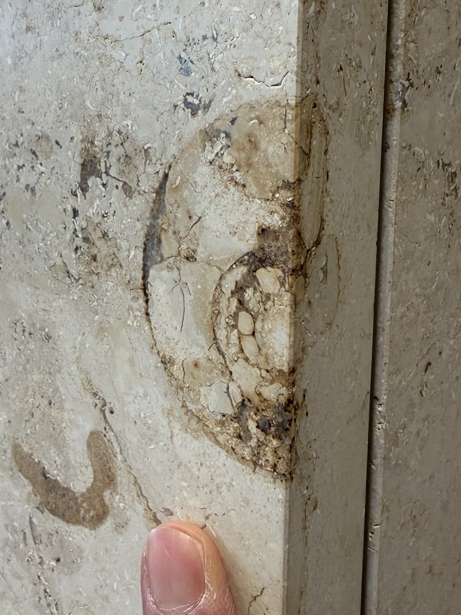 アンモナイトの縦断面と横断面(^-^)/…＠東桜会館